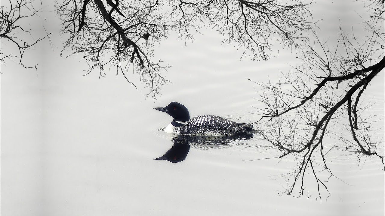 8 Hour Loon Call - Soothing Sounds For Relaxation