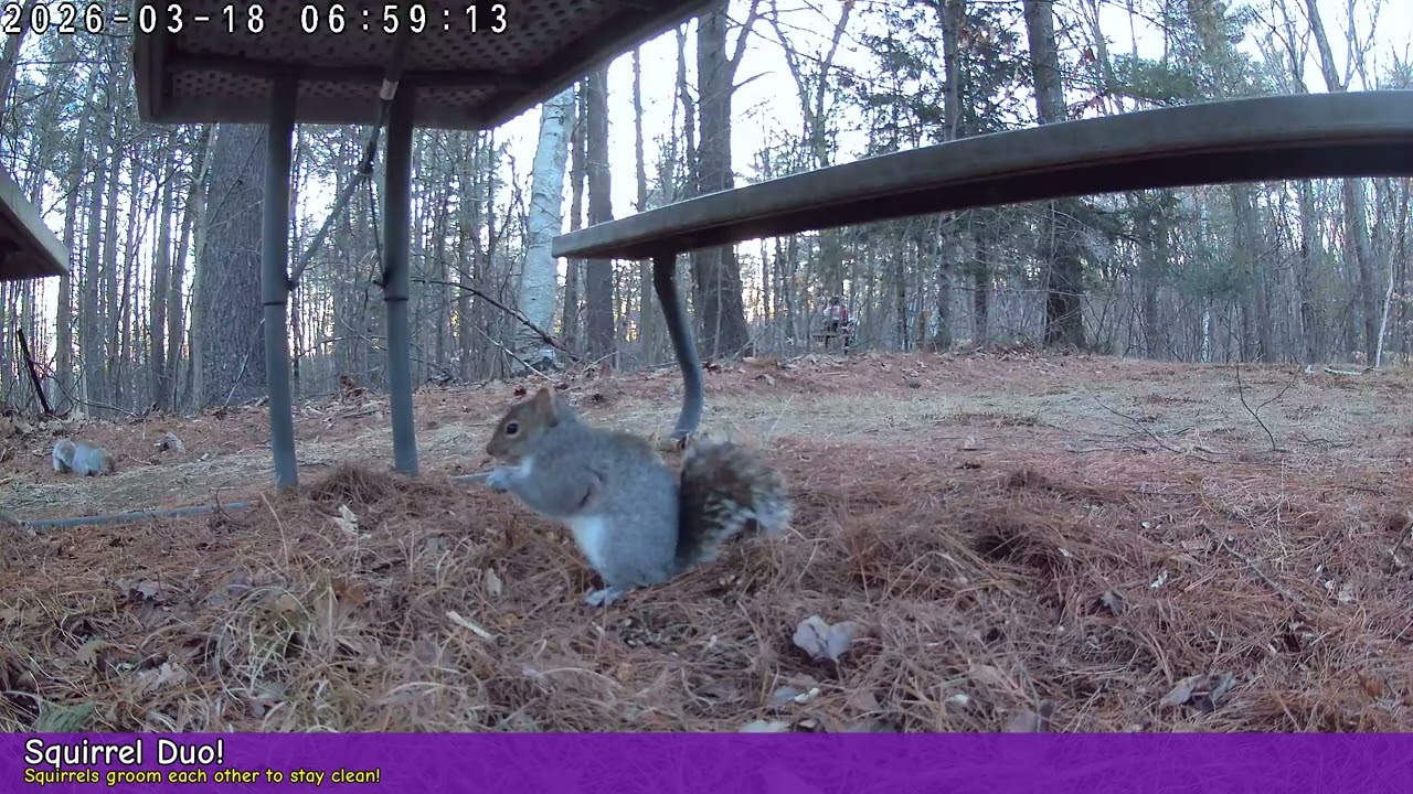 Backyard Squirrels! 7 Cute Clips | Wildlife Cam March 18, 2026