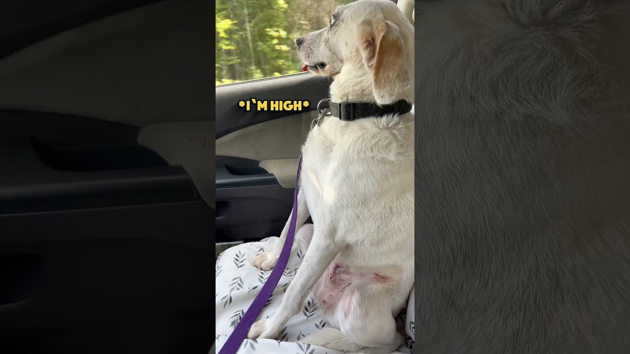 Dog is super high after going to the vet😂