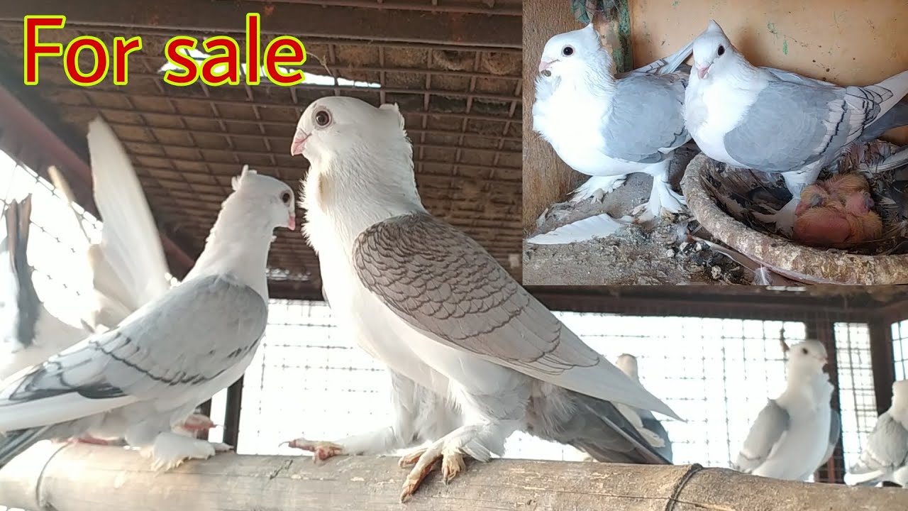 Sentient kabootar for sale Amroha. Nawabo ka shoq Saleem bhai mob