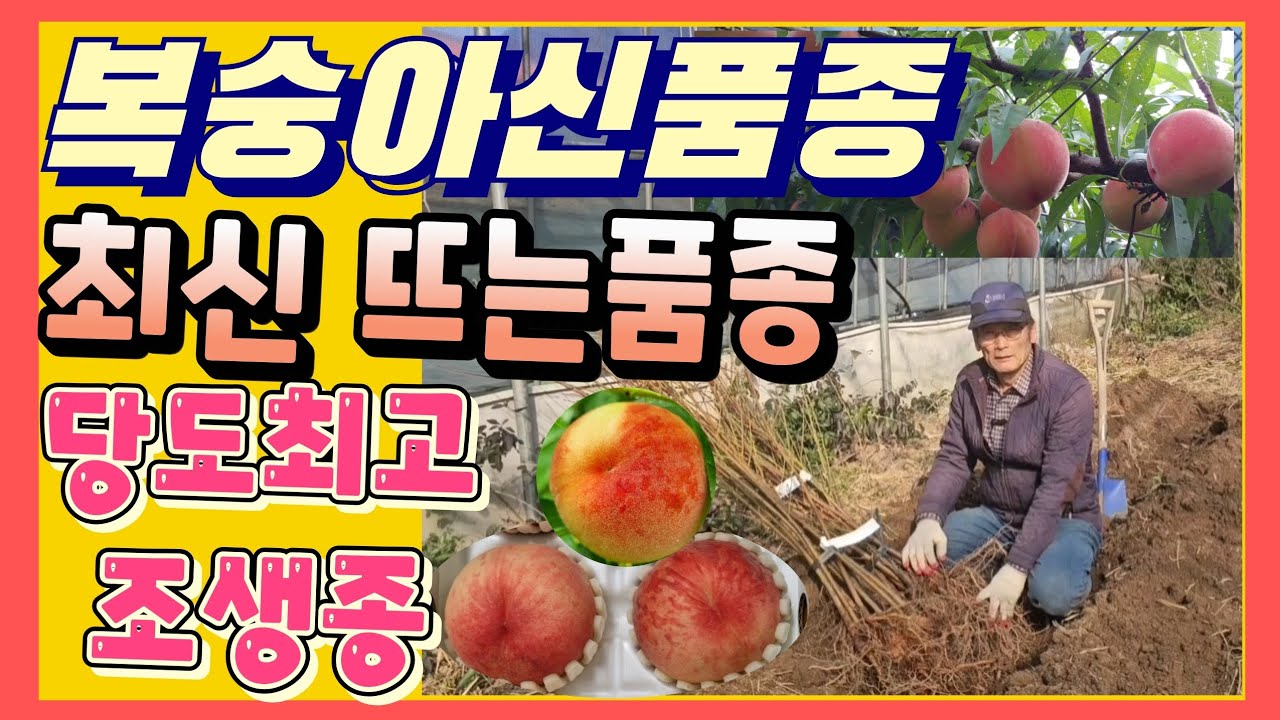 요즘 뜨는 조생종 신품종복숭아