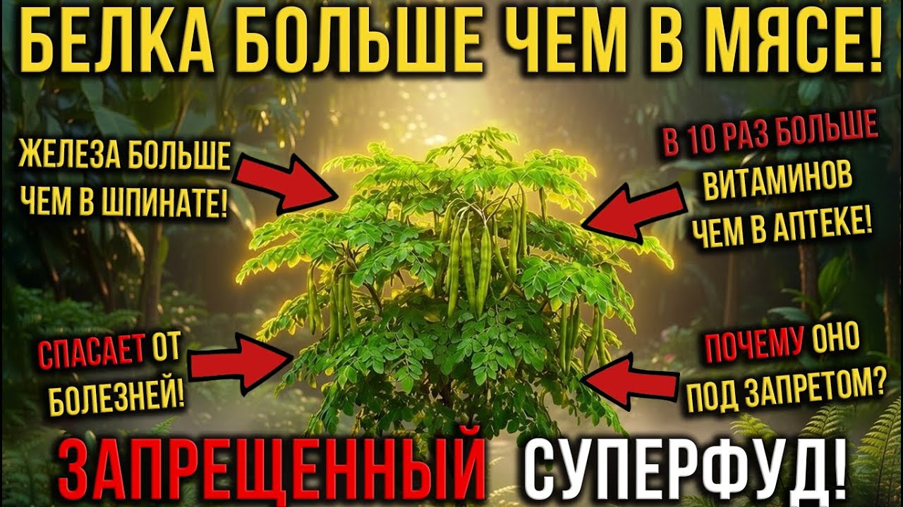 ЗАБУДЬ ПРО МЯСО И ВИТАМИНЫ! Один лист заменяет ВЕСЬ РАЦИОН.