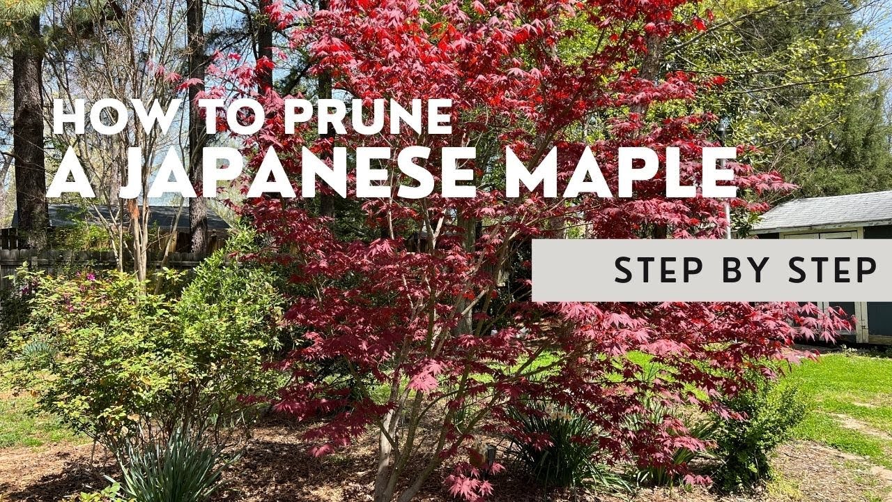 ✂️ How To Prune A Japanese Maple: A Step By Step Tutorial✂️