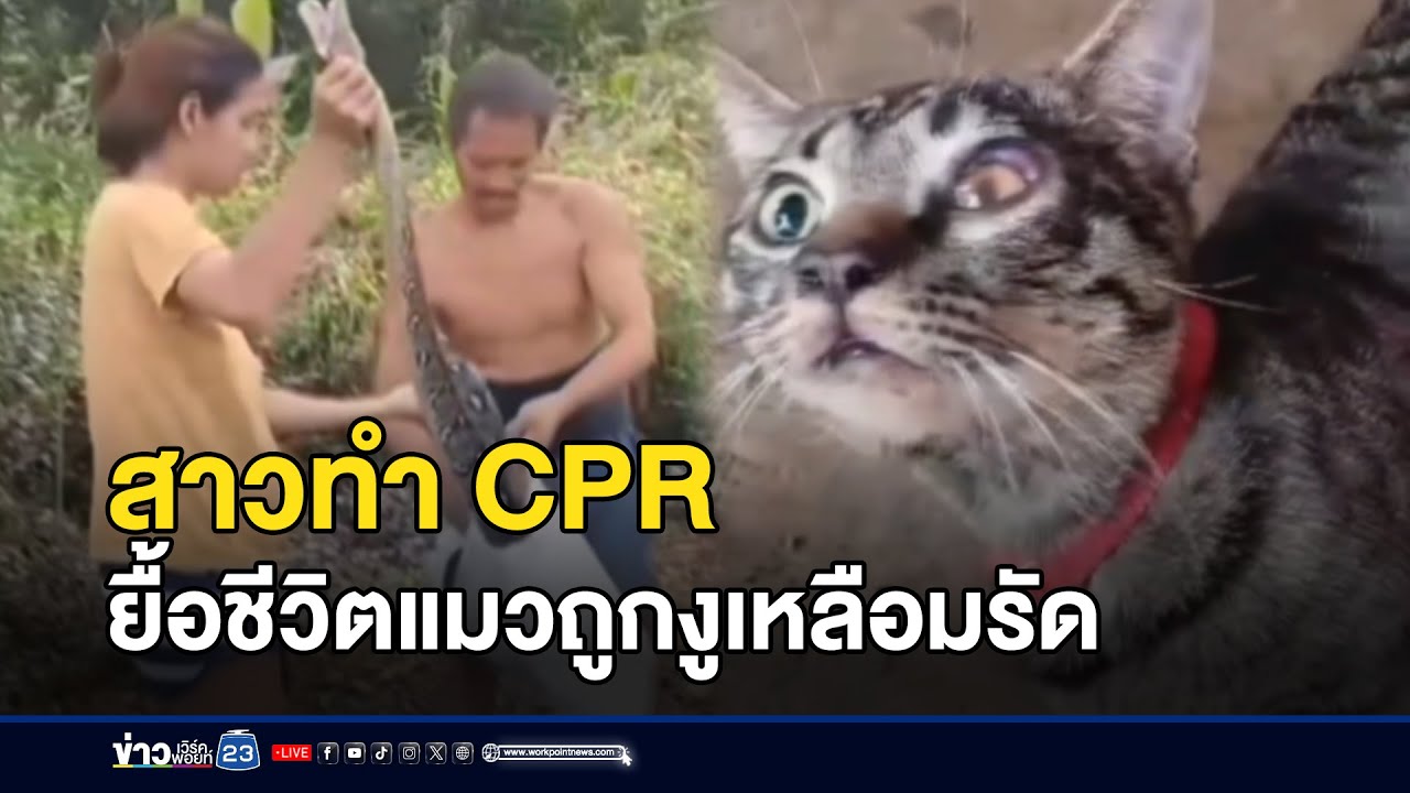สาวทำ CPR ยื้อชีวิตแมวถูกงูเหลือมรัด  | ตลาดข่าว-ข่าวเช้าเวิร์คพอยท์ | 29 ม.ค. 69