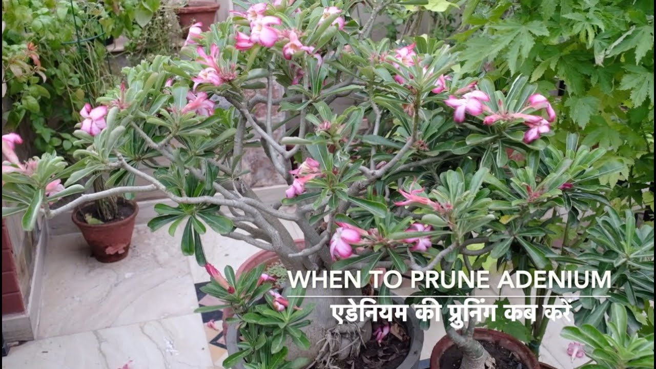When to Prune Adenium | एडेनियम की प्रुनिंग कब करें