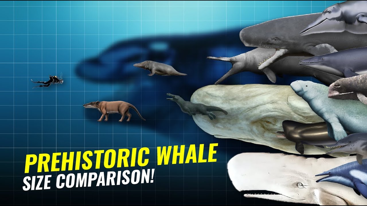 PREHISTORIC WHALE SIZE COMPARISON - PLANET BIRU CHANNEL