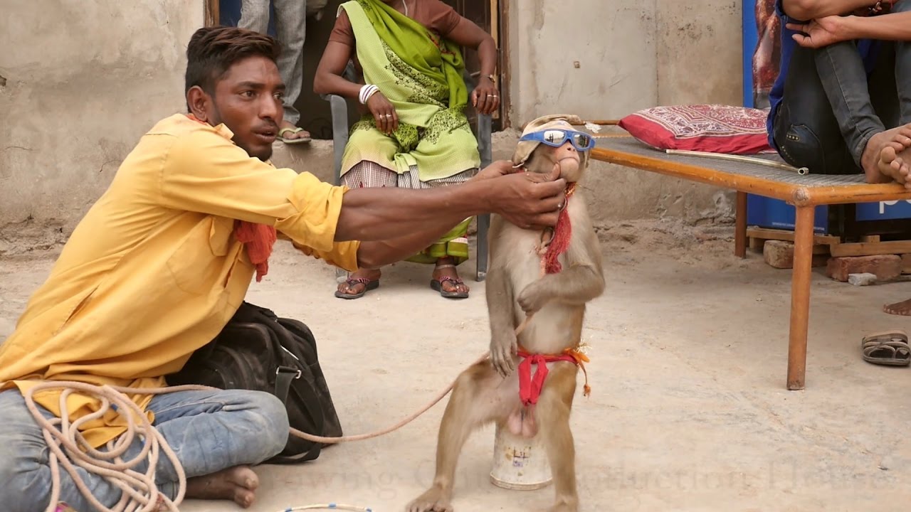Monkey Comedy || Monkey Funny Dance Video | Bandar Madari ka khel | #monkey Drama Comedy #bandar
