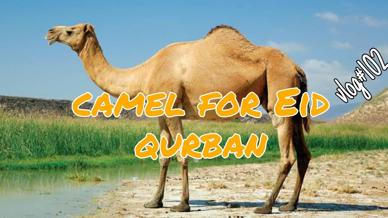 Pakistan village life near eid days!! Vlogging By Haseeb #camelsofdesert #camelvlog