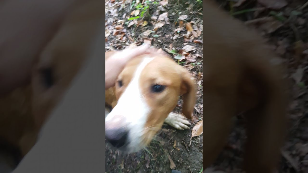 Posavski gonič Leo - početak obuke na Divlju Svinju