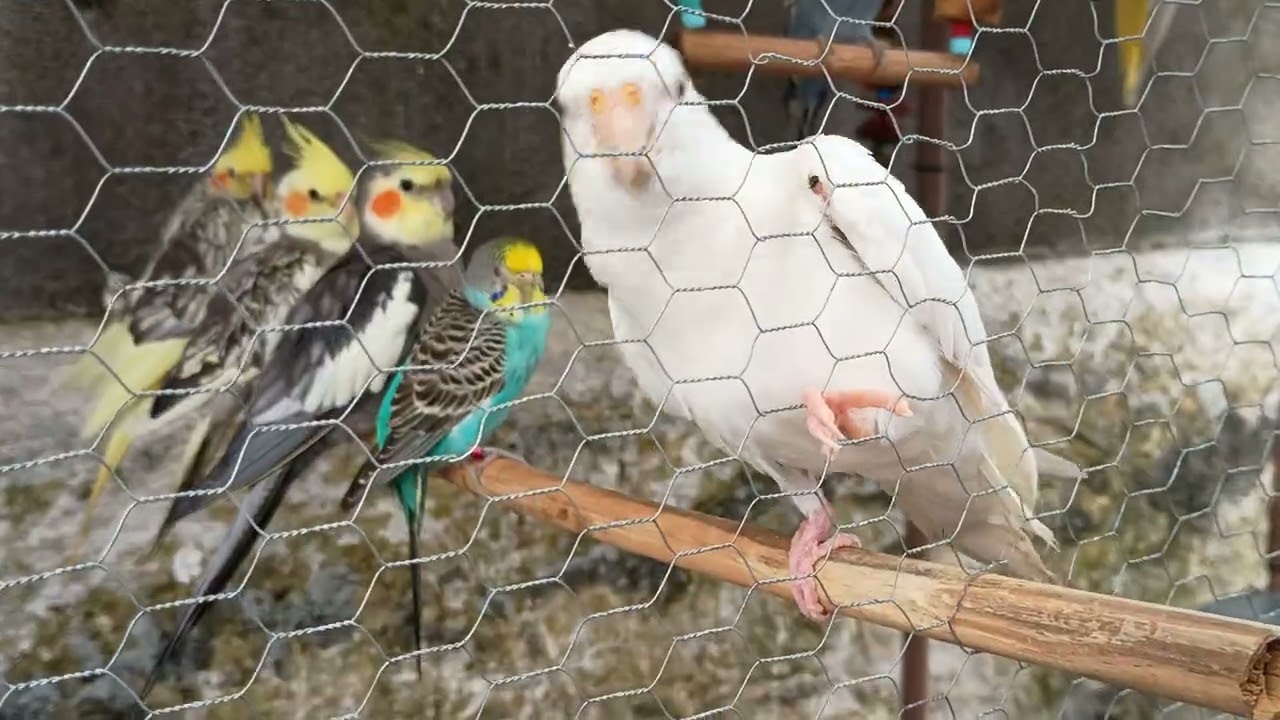 Como manter suas gaiolas limpas e a saúde de suas aves.