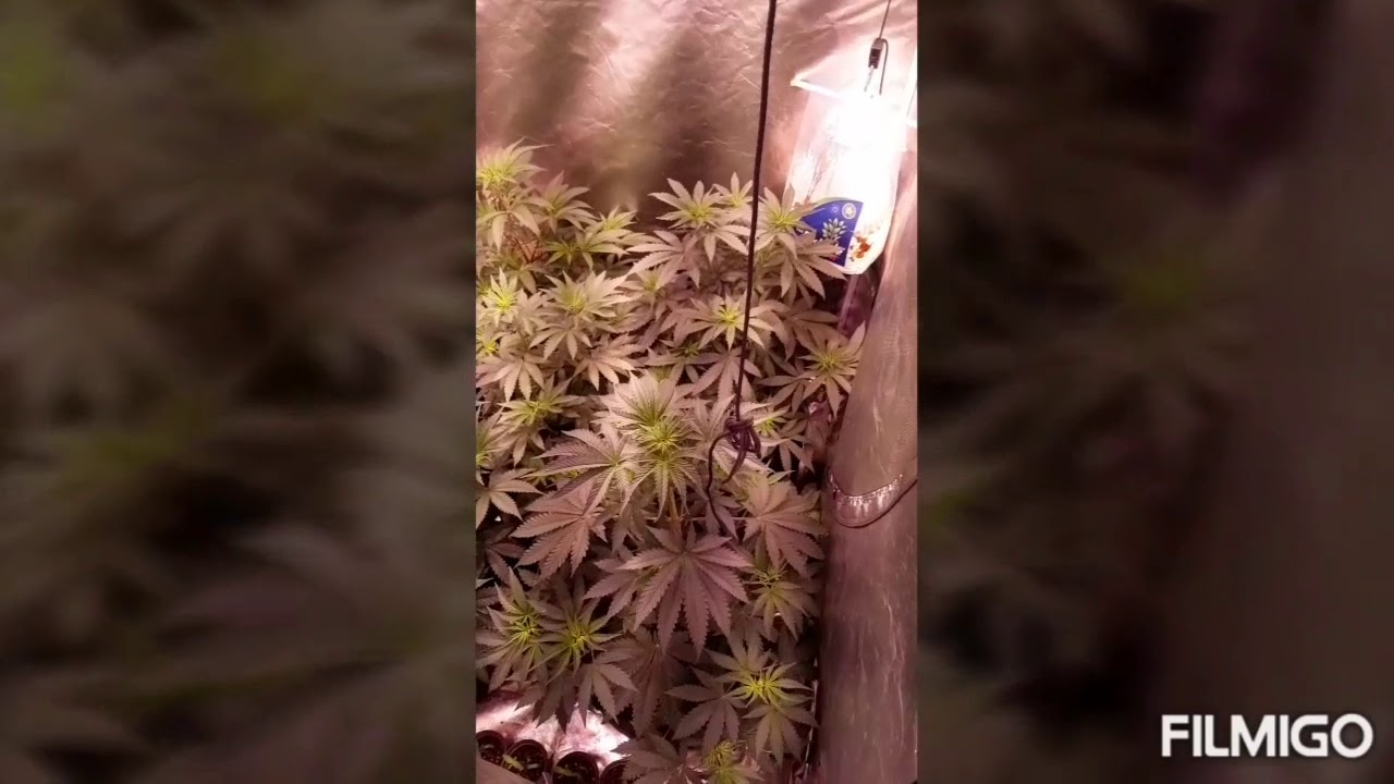 ROYAL BLUEBERRY GELATO. SO SWEET #SEVANLEAFGENETICS #NEPTUNESEEDBANK