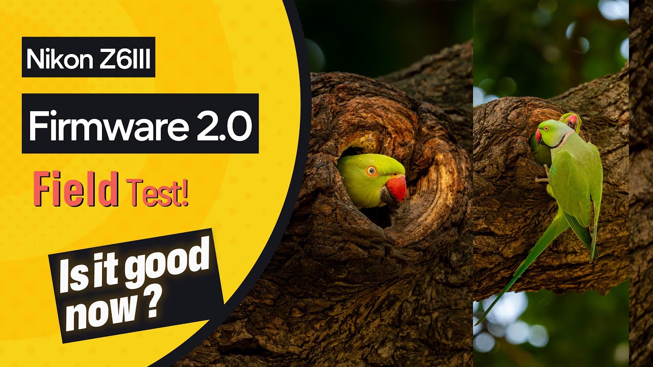 NIKON Z6 III - FW 2.0 BIRD AUTOFOCUS TESTED - is it as good as Z9/Z8??