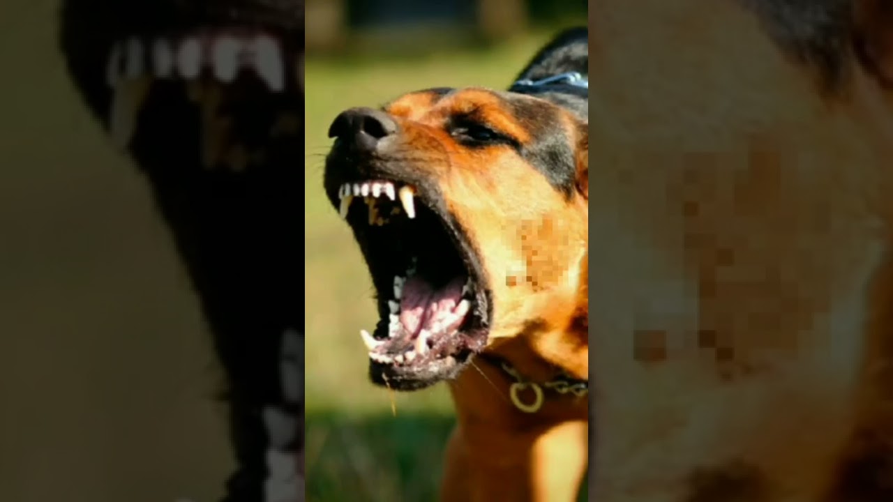Perro ladrando
