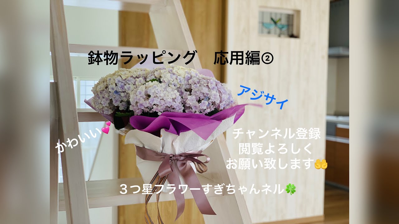鉢物ラッピング　応用編②   アジサイ　４点留め応用‼️　簡単　誰でもできる‼︎
