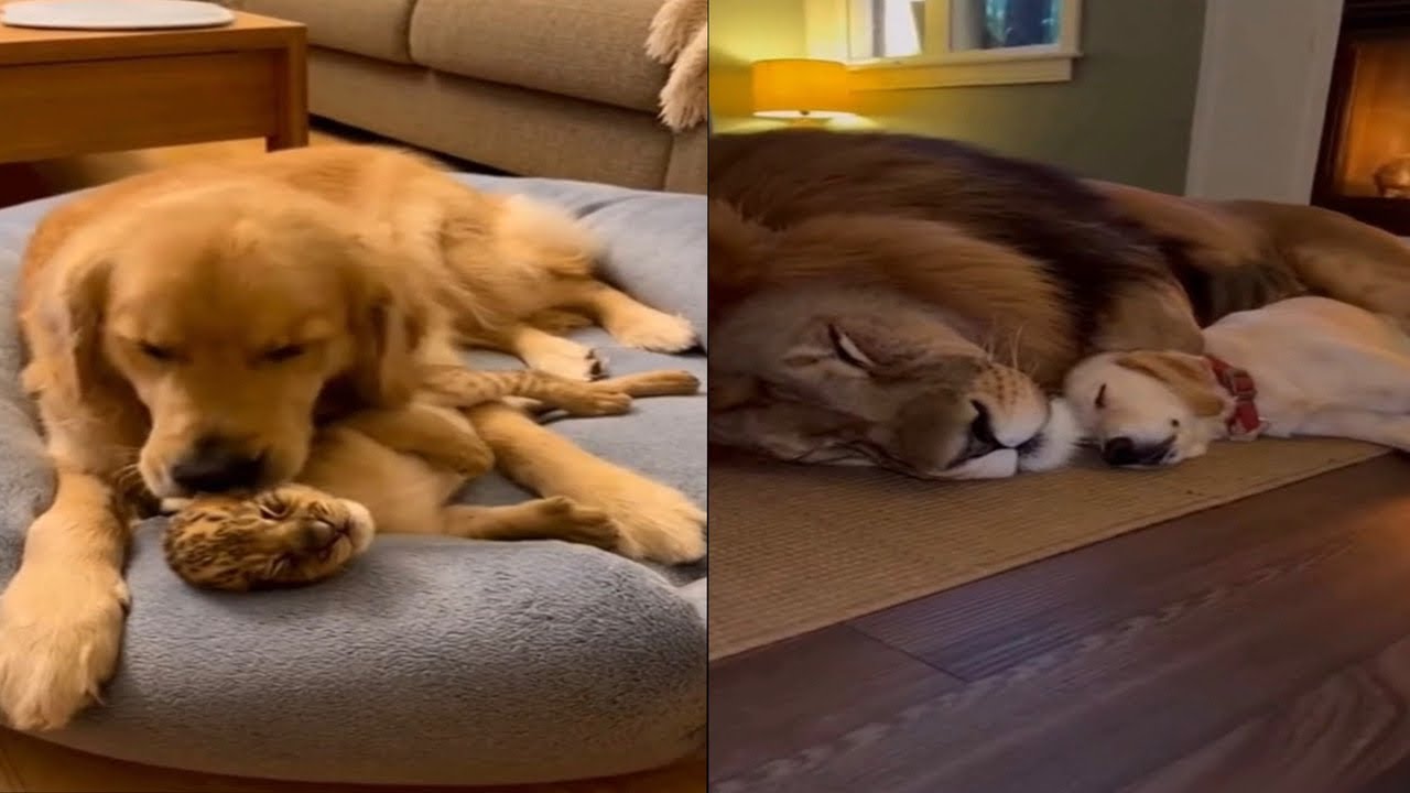Unfathomable Animal Rescue Stories