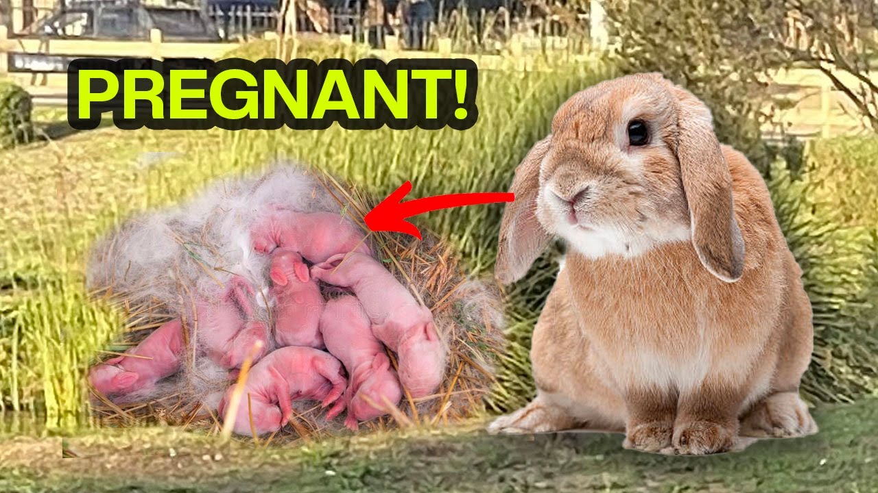 Abandoned Park Bunny found PREGNANT! 😱 Gave birth to 5 babies!