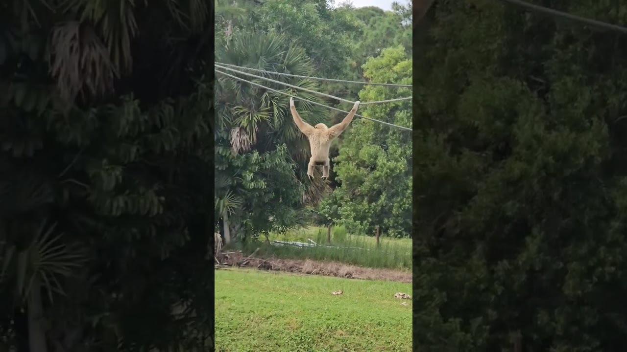 Monkey Dancing 🐒🕺
