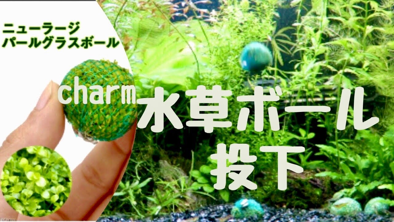 【置くだけ前景草】 Charmで水草ボールを購入【アクアリウム】