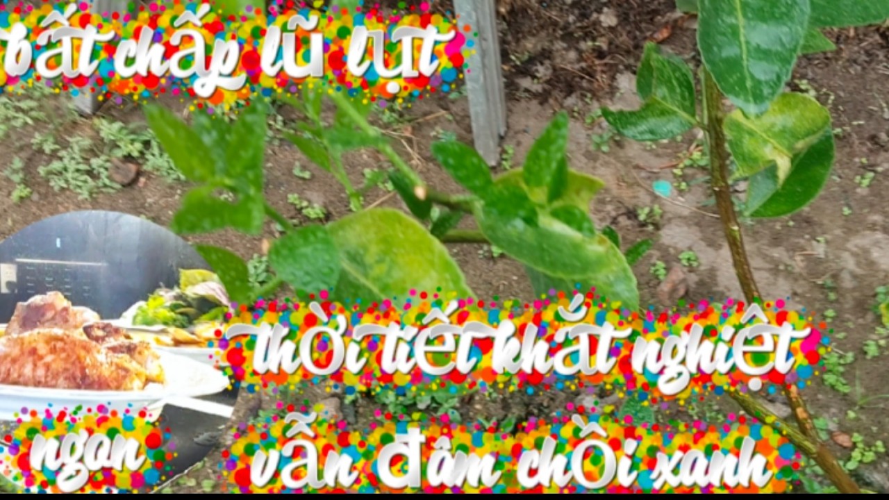 Vợ chồng Việt Đức:)#273# thời tiết lũ lụt mưa bão nhưng chồi xanh vẫn nảy nở/ sức sống mãng liệt