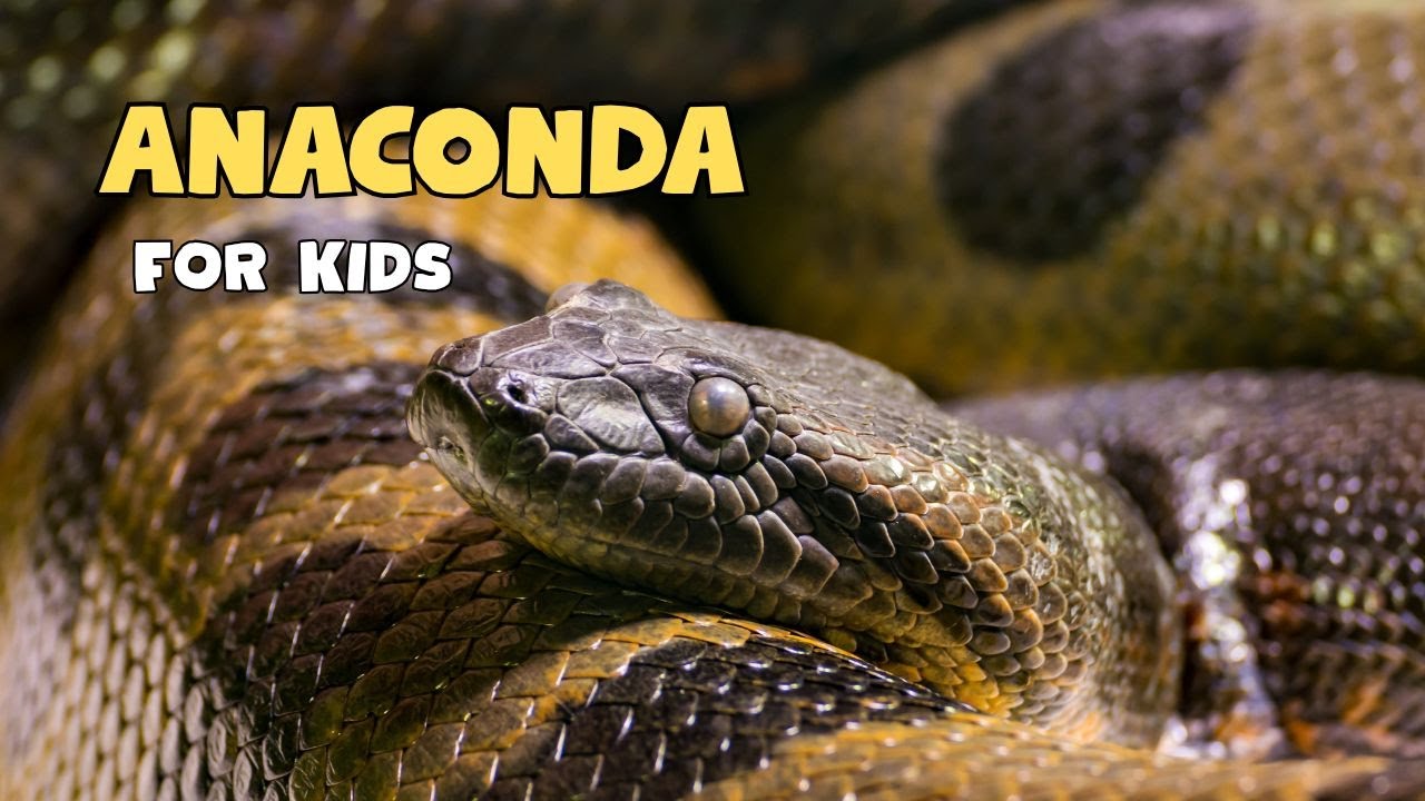 Anaconda Facts | Educational Video For kids