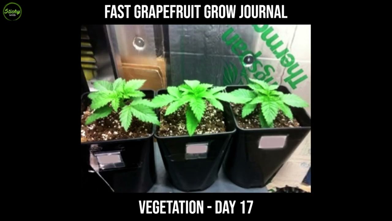 Fast Grapefruit Grow Journal
