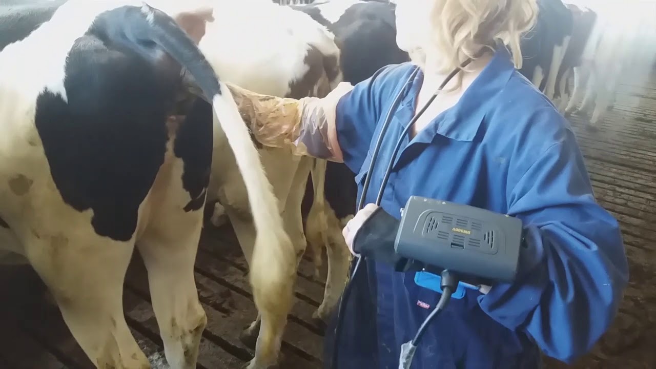 Video ultrasound imaging bovine / scannen rundvee Bondway BW560V