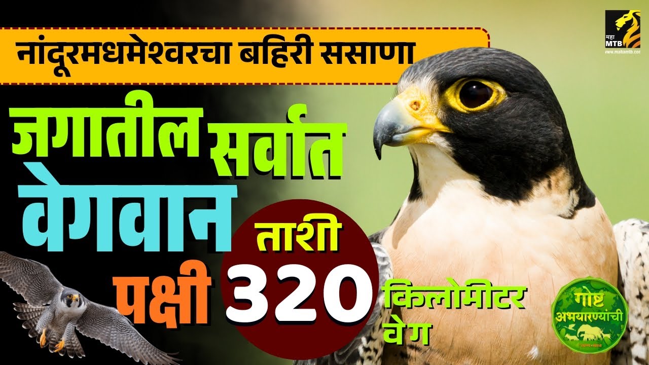 गोष्ट अभयारण्यांची - नांदूरमधमेश्वरच्या पक्ष्यांचा शिकारी | Peregrine Falcon | MahaMTB