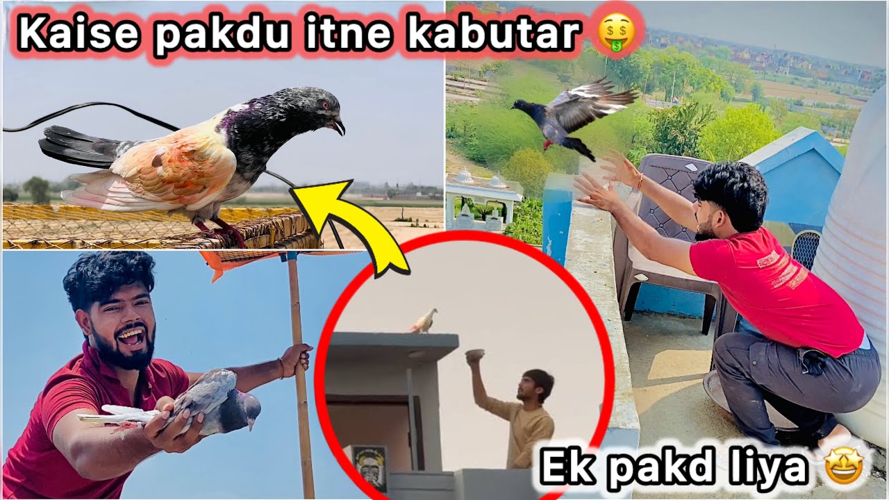Ek Sath pakdne lge teen kabutar 🥰 || Do 2 bhag Gye ek pakd liya 🤑