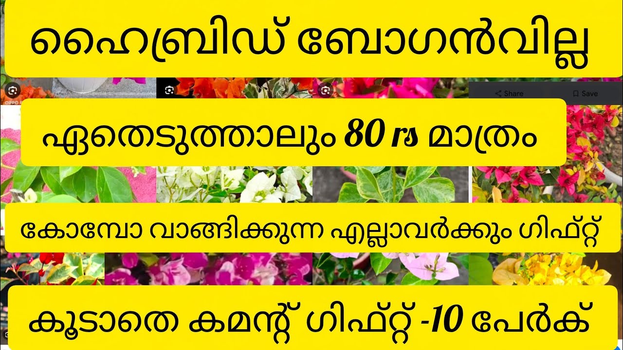 ഹൈബ്രിഡ് ബോഗാൻവില്ല ഏതെടുത്താലും 80 മാത്രം # boganvilla# 9947117792 what's app