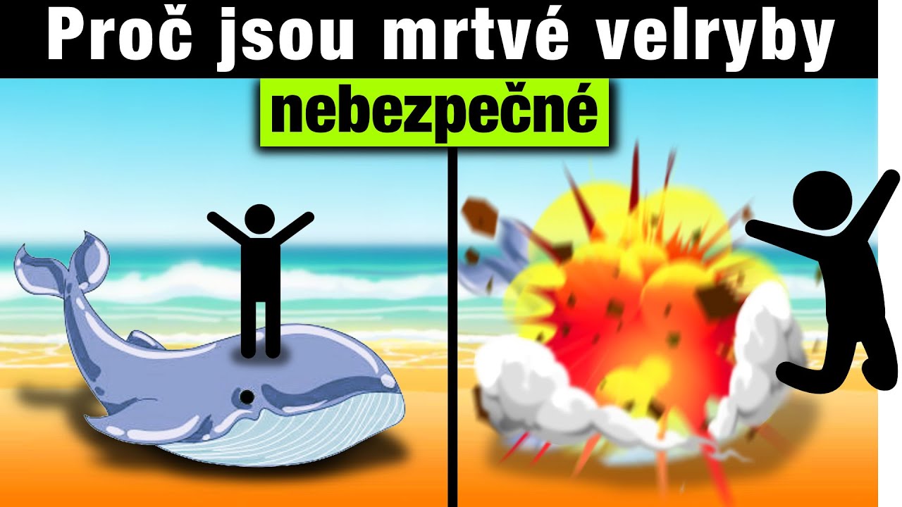 Proč jsou mrtvé velryby nebezpečné?