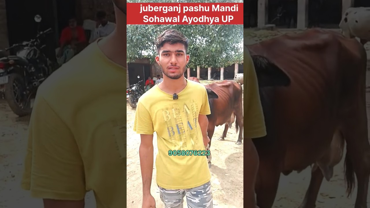 Juberganj pashu mandi sohawal ayodhya up