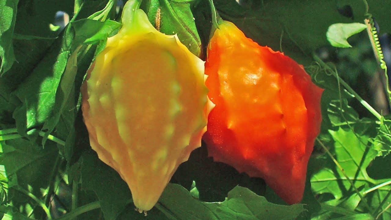 History and Health benefits of Balsam Apple &ndash; Momordica balsamina