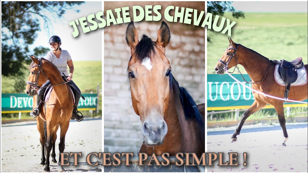 CONFIAGE ? LOCATION ? ACHAT ? || MES ESSAIES DE CHEVAUX 🐴