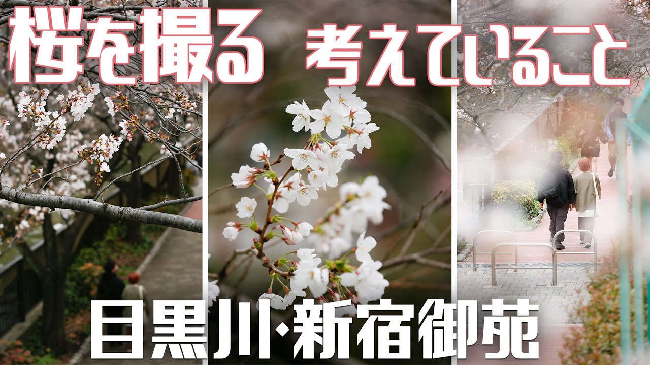 【目黒川・新宿御苑】4/4　桜撮影のときに考えていることを話す~EOS 5Dmark3~