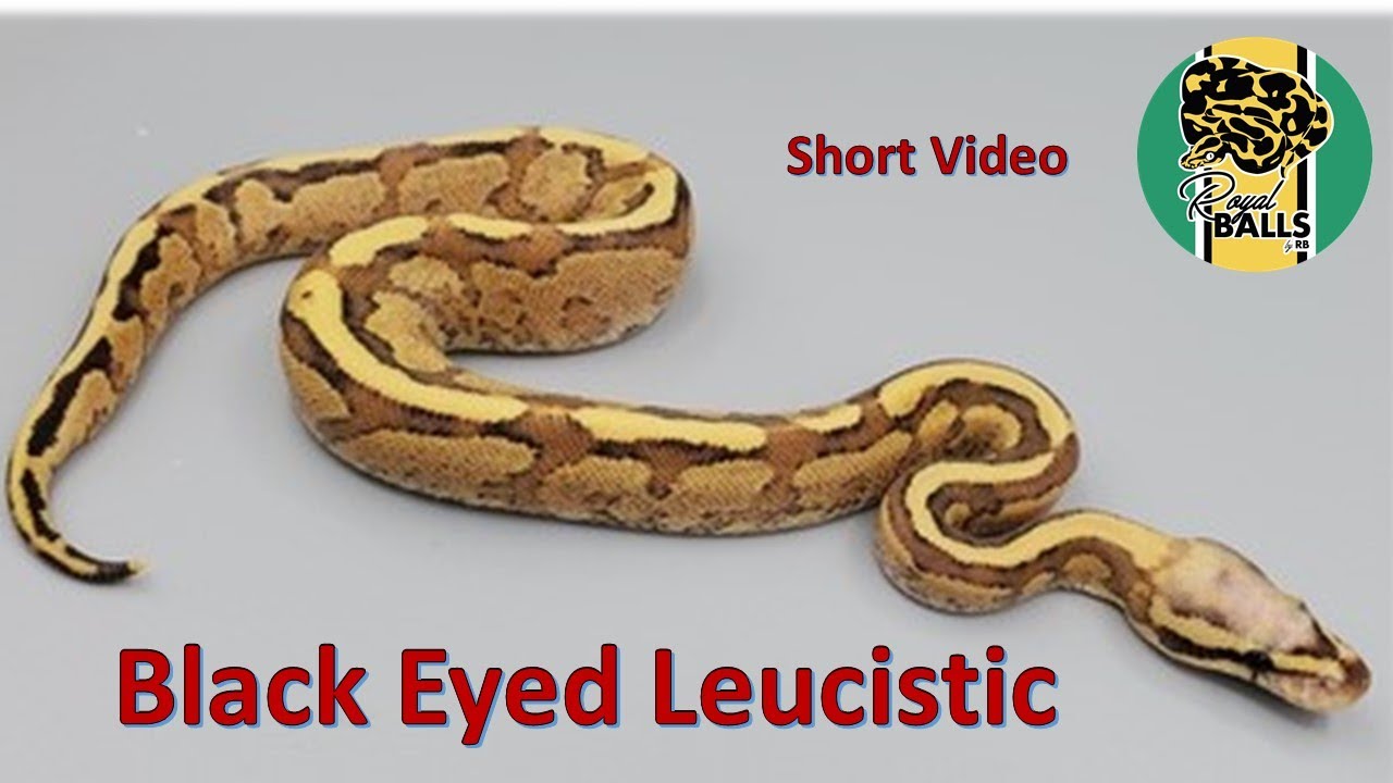 Breeding Ball Pythons; Black Eyed Leucistic Video Short