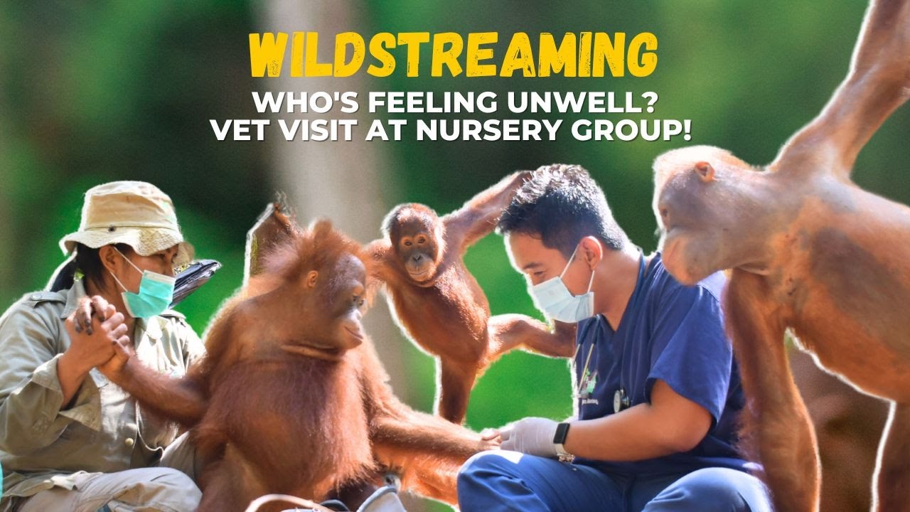 Orangutan Jungle School: A Visit from the Vet