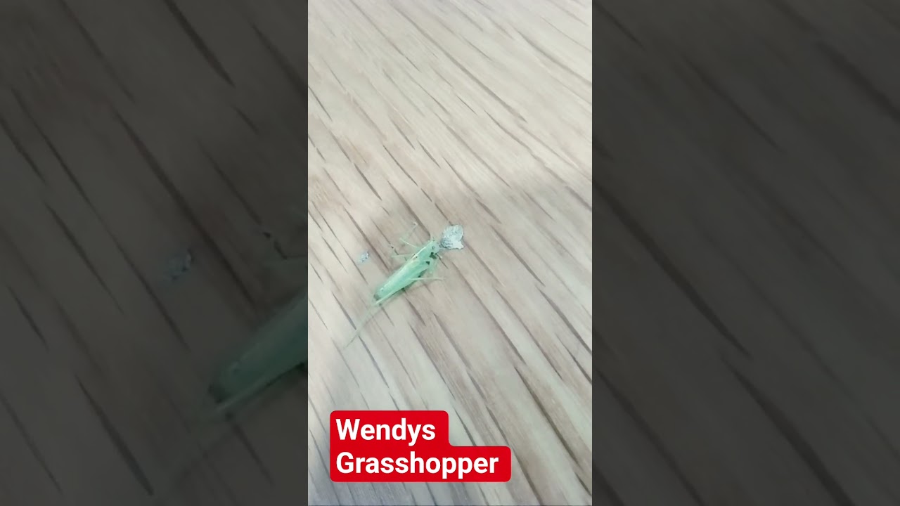 #tequilandtacos grasshopper eats weeds #420blazeit #music #strainreviews #photography