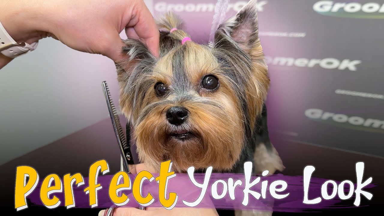 How to Groom a Yorkie | Grooming Guide with Haircut, Coat Care & Styling Tips | From Messy to Chic