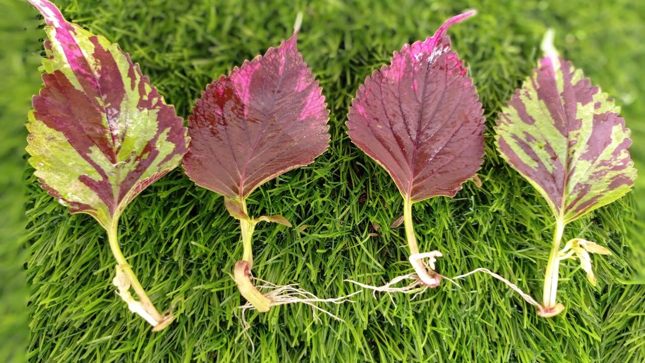 COLEUS PLANT Propagation in WATER or in SAND? Where it grows FAST?