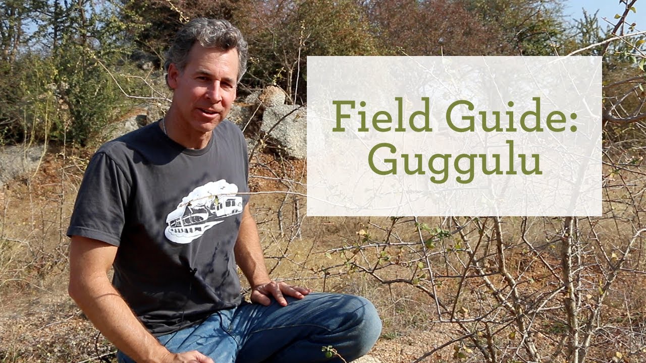 Guggulu (Guggul) Benefits | Sustainable Farm Project, Rajasthan, India
