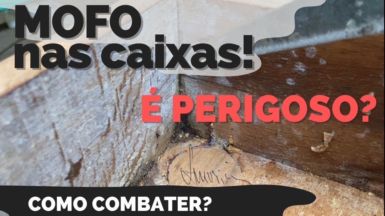 MOFO dentro da caixa de abelhas! Como combater? Fungo ou mofo!