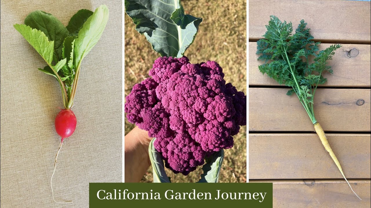 August 2021 Updated Raised Bed Garden Tour | Zone 10a Gardening