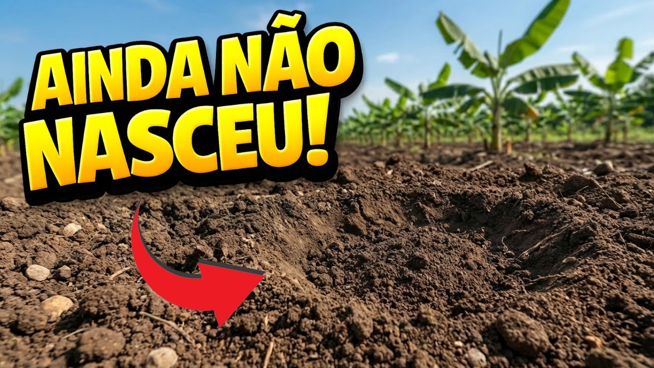👉 PLANTEI BANANA HÁ 11 DIAS… E ATÉ AGORA NADA! É NORMAL?