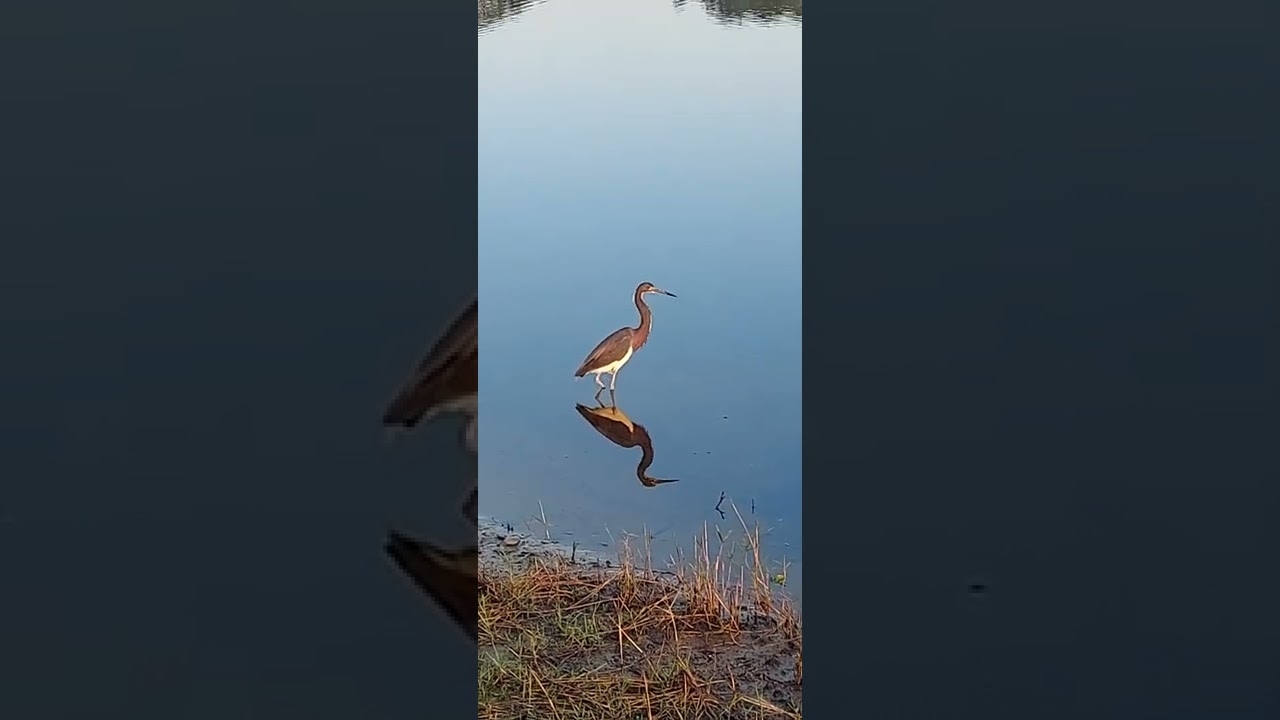 Little Blue Heron & perfect reflection #shorts #birds