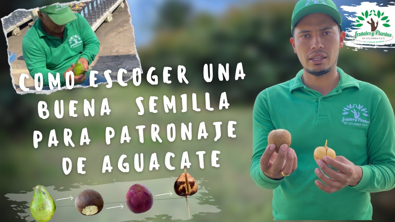 Como escoger una buena semilla para el patronaje de aguacate! 🥑 🇨🇴🤠
