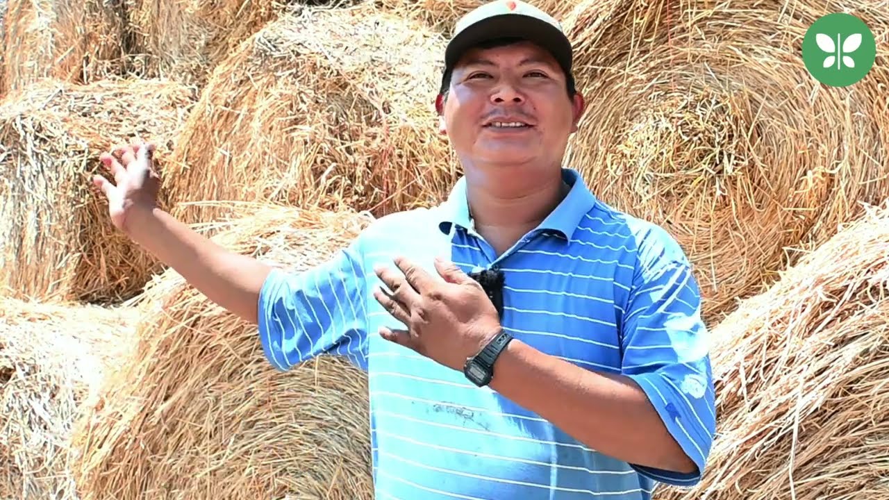 Carencia de pastos, prepárate con Cobra que te dará 14 round bails de 500 kg x ha, x corte, cada 50d