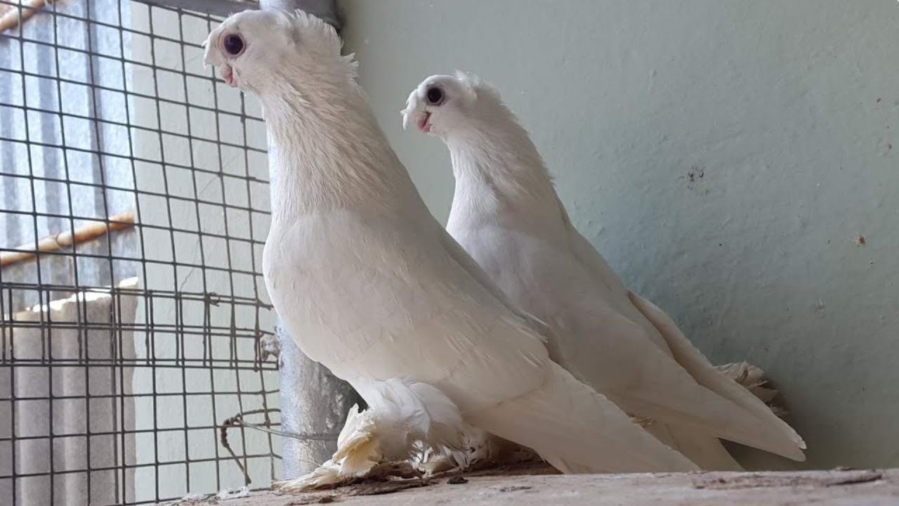 Узбекские голуби Сабиржана Турсунбаева г. Янгиюль, Узбекистан 🇺🇿 Usbekische Tauben