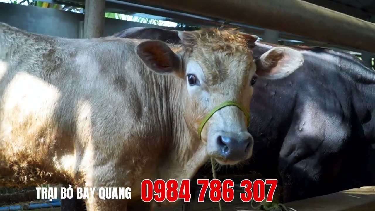 🐮 TRẠI BÒ BẢY QUANG 🐮 16-18-20-22-24- cả lô 150 giá nào cũng có để phục vụ bà con