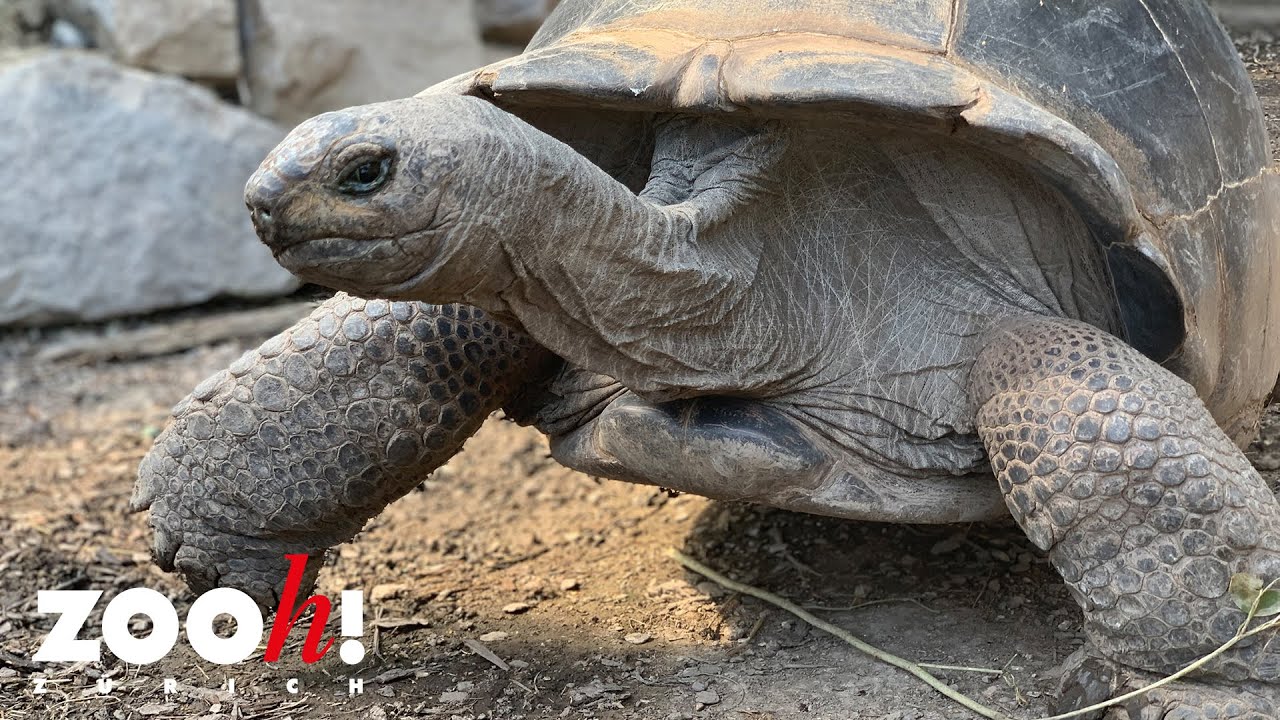 Aldabra-Riesenschildkröte Hermania kommt zu Weltruhm