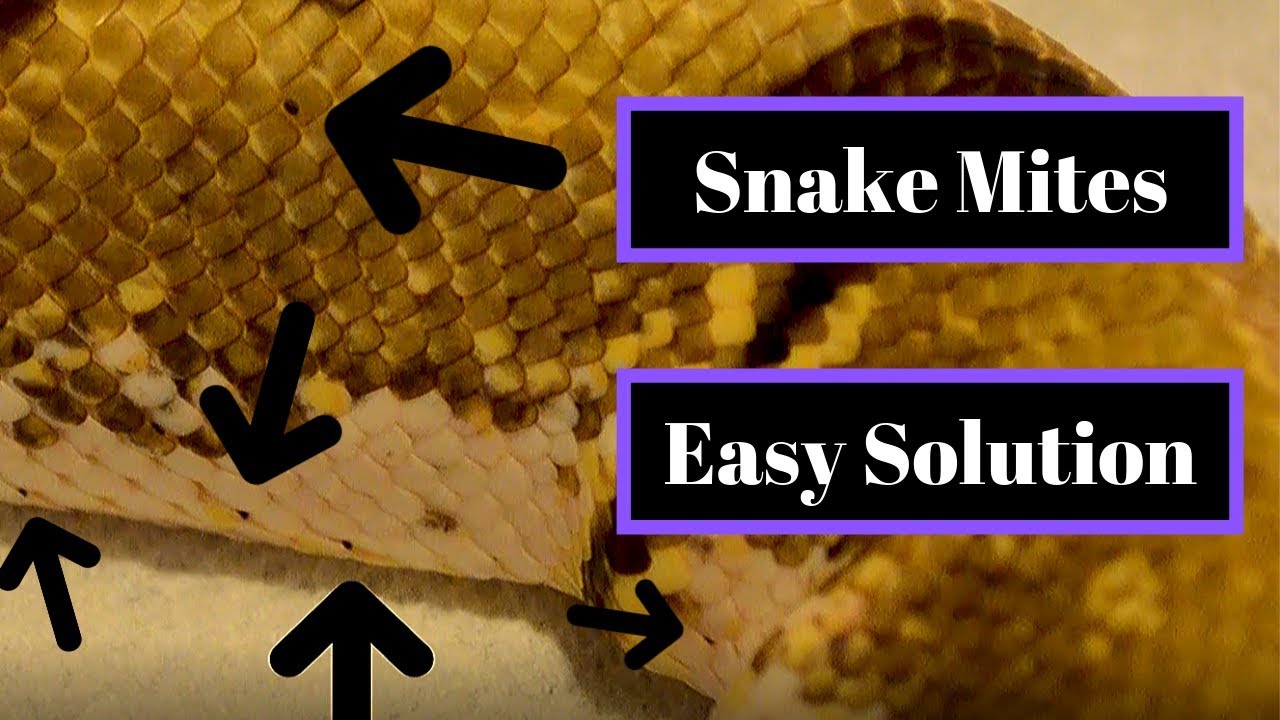 Get Rid of Snake Mites Fast | Easy Treatment